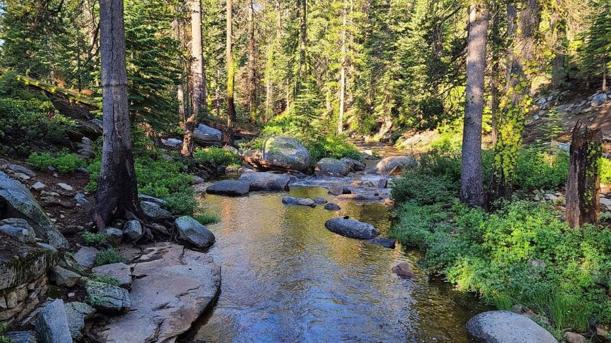 Clear creek winding over granite boulders through a sunlit pine forest, the kind of walk that counts as exercise when you are losing weight over 40